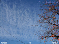 in Tokyo 2011.12.9 14:31 k (enlarg. 38)