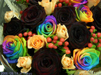 C{[[Y Rainbow Rose