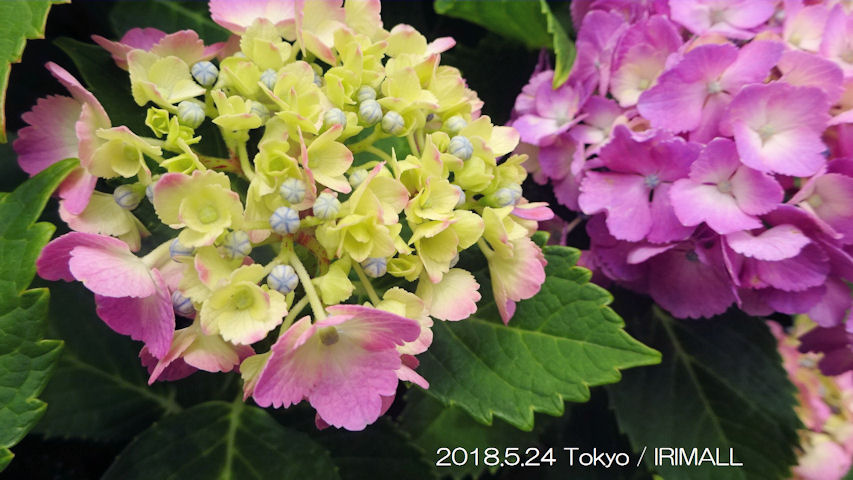 2018.5.24 東京 紫陽花 40