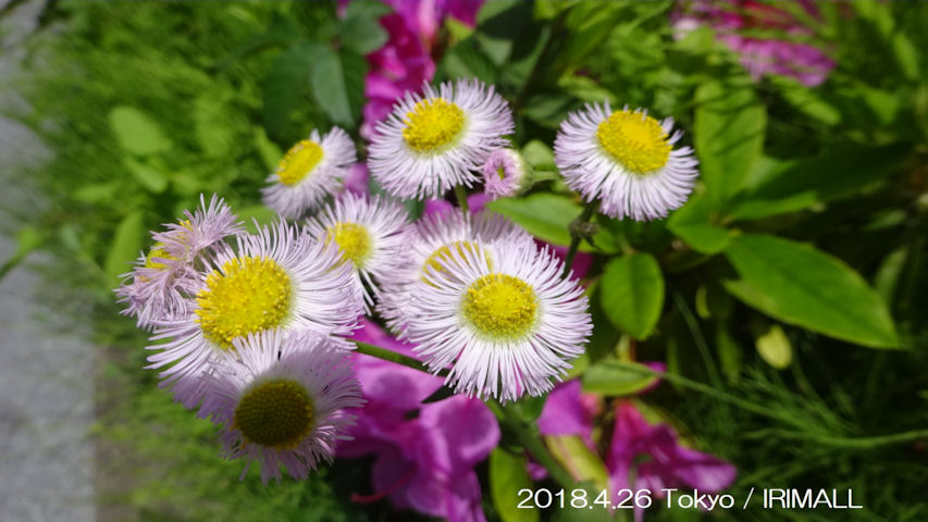 2018.4.26 東京 可憐な花々 83
