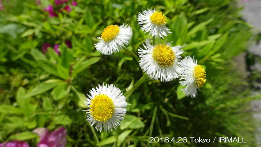 2018.4.26 東京 可憐な花々 87