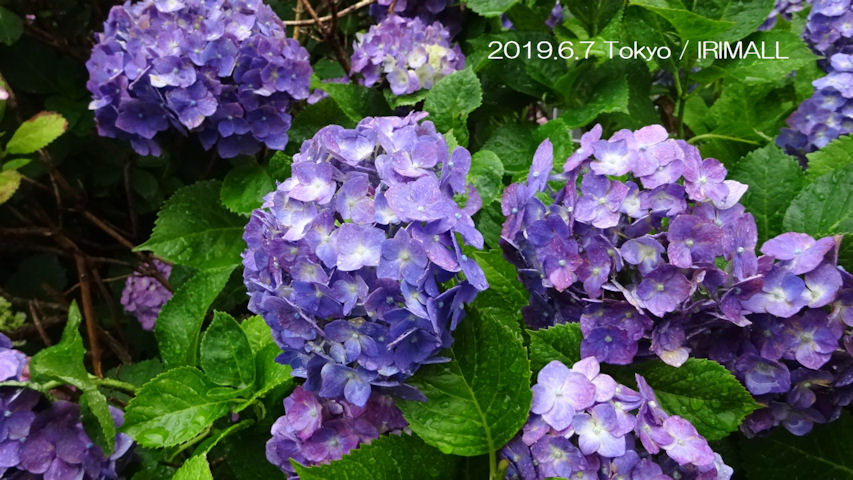 2019.6.7 潤いの雨と紫陽花 00