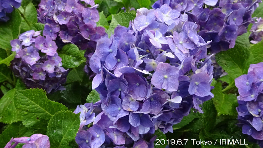 2019.6.7 潤いの雨と紫陽花 06
