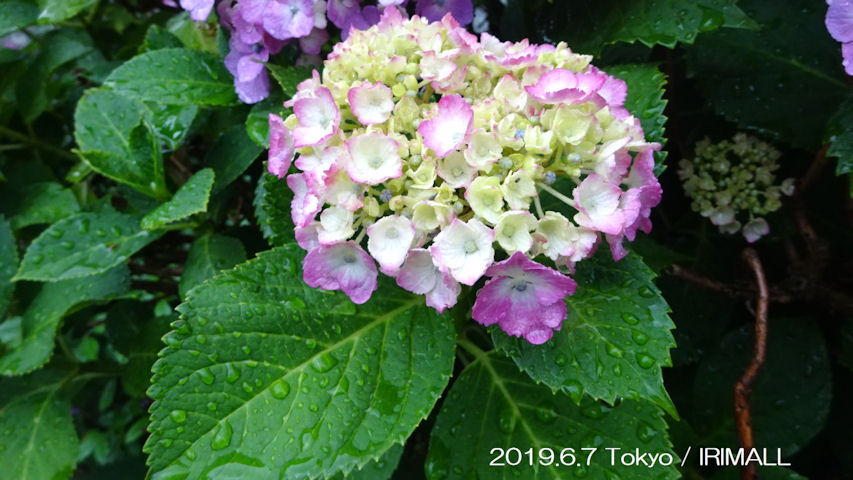 2019.6.7 潤いの雨と紫陽花 07