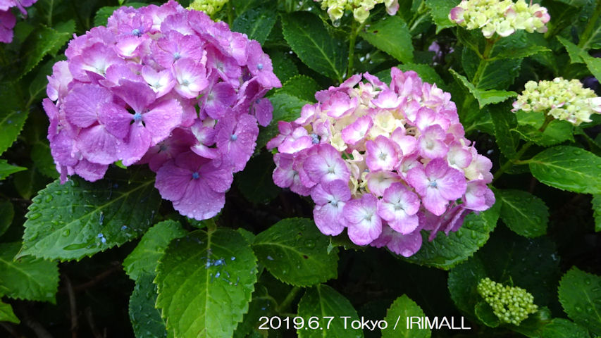 2019.6.7 潤いの雨と紫陽花 08